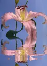 lily