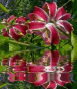 lily