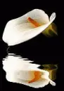 cala lily