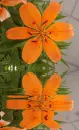 orange lily