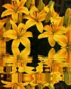 yellow lilies