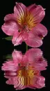 asiatic lily