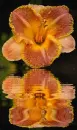 orange lily
