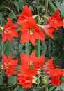 red lilies