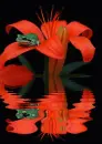 red lily