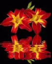 lilies