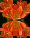 freesia