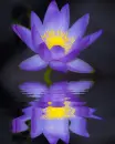 lily