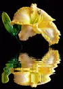 daylily