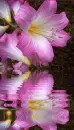 pink flowers