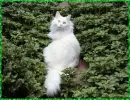 white cat