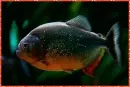 piranha