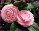 2 pink camelia