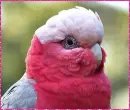 galah