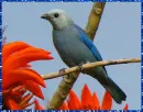 blue gray tanager