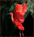 ibis