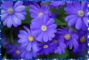cinerarias