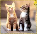 2 little cat