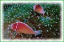 2 clown fish