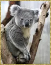 koala