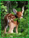 fawn
