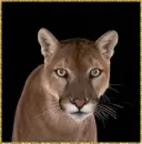 mountain lion