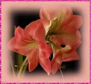 amaryllis