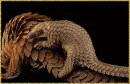 pangolin family