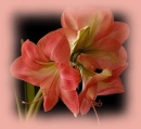 amaryllis