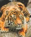 tiger