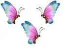 butterflies