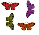 butterflies