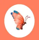 butterfly