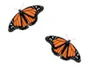 butterflies