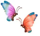 butterflies
