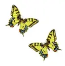 butterflies