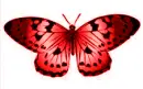 multicolor butterfly