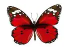 red butterfly
