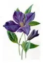 clematis