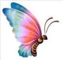 butterfly