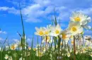 flowers and clouds