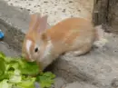 piebald rabbit
