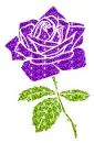 rose