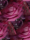 rose background