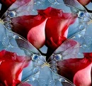 rose background