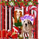 Elf/puppy Xmas picture