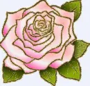 pink rosa