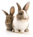 bunnies