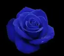 blue rosa