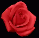red rosa